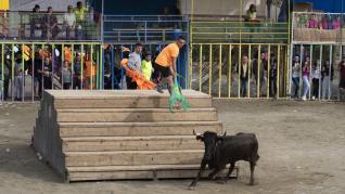 Encierro de vacas en las fiestas patronales de Sarrión.