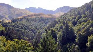 Bosque de Gamueta .gsc1