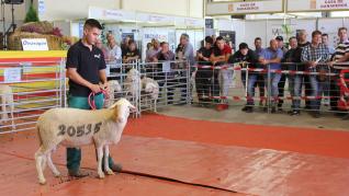 La feria Femoga ha vuelto a disfrutar de un gran ambiente durante esta segunda jornada.