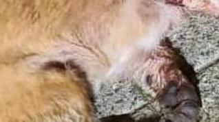 Estado que presentaba el único cachorro que encontraron vivo en la noche del lunes dentro de un contenedor en Binaced.