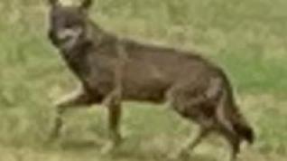 Imagen del lobo captada por el trabajador de una empresa de purines, este jueves en un campo de Leciñena.