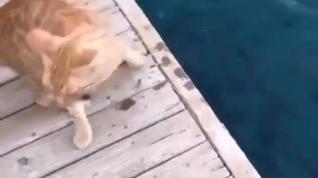 Los sorprendentes reflejos de un gato para 'pescar'