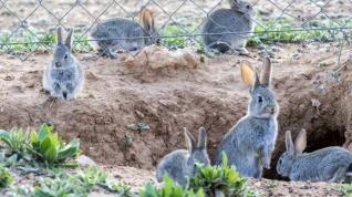 Los conejos que arrasan los cultivos son más grandes y más voraces.