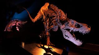Dinópolis estrena nueva iluminación y escenografía en su Museo Paleontológico para esta temporada.