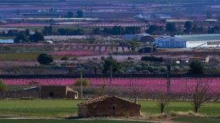 Vista panorámica de los cerezos del entorno de La Almunia