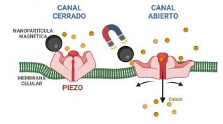 Las nanopartículas magnéticas son capaces de generar fuerza y abrir los mecanorreceptores cuando se aplica un campo magnético.