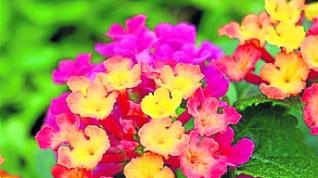 Lantana