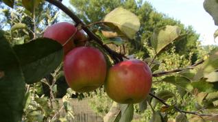 Manzana autóctona de Aragón