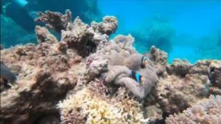 La salvación de la Gran Barrera de Coral, a golpe de talón