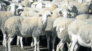 La ganadería de ovino es uno de los sectores vulnerables que podría ser destino de las ayudas.