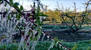 Temperaturas de -6 grados causan estragos en los frutales aragoneses