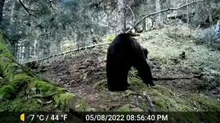 Reaparece Neré, el oso más viejo del Pirineo