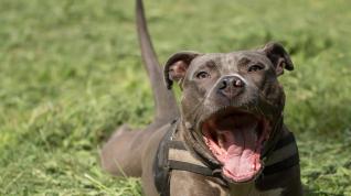 Un Staffordshire American Bull Terrier.