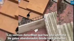 Denuncian el abandono de una veintena de gatos en un edifico de la avenida Cesáreo Alierta de Zaragoza