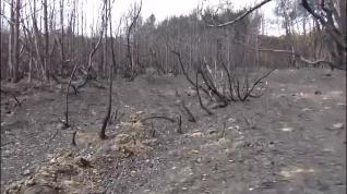 ¿Qué hacer con la madera quemada de nuestros bosques?