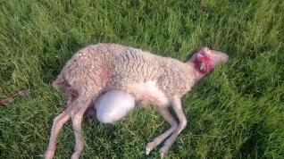 Imagen de una de las ovejas muertas tras el ataque. robres lobo ganado