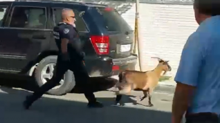 Captura de una cabra en la calle Fraga