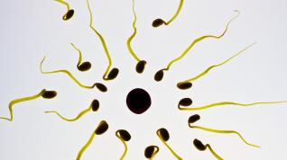 El recuento de esperma se ha reducido más de un 60%