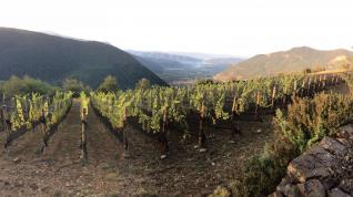 Viñedos de las Bodegas Bal Minuta, en Barbenuta.