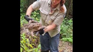 Hallan en Australia un "monstruoso" sapo de caña de 2,7 kilos