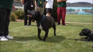 Reclusos de una prisión de Tasmania adoptan a un perro de diez años con ansiedad