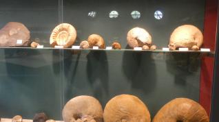 Algunos de los fósiles de la colección privada de Santiago Lafarga. barbastro