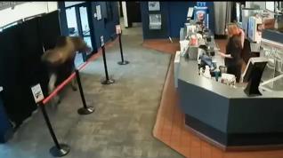 Alce entra al cine en Alaska y se come unas palomitas