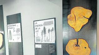 Imagen 83172284 Exposición permanente ‘Maderas del bosque nos cuentan su historia’.