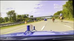 Un vaquero a caballo persigue a un novillo en una autopista de EEUU