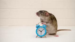 raton con reloj