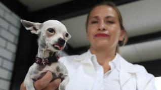 Inauguran en México el primer hotel para perros y gatos abandonados.