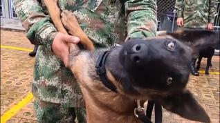 Colombia sigue buscando a Wilson, el perro que ayudó a encontrar a los niños en la selva