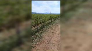 La fuerte granizada destroza viñedos en Paniza