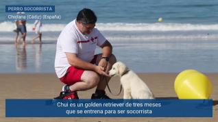 Chui, el primer socorrista canino de la Cruz Roja
