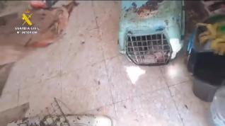 Rescatan a 4 perros y 12 gatos que se hallaban en una vivienda de Borja en condiciones higiénico sanitarias deplorables