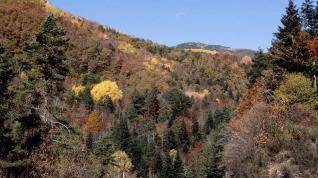 El precioso bosque Pardina del Señor, en Fanlo, se tiñe de colores en otoño