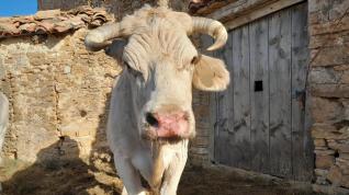 ejemplar-de-bovino-adulto-afectado-por-la-enfermedad-hemorragica-epizootica