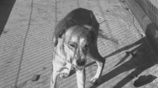 Un perro con rabia, dejando caer saliva de su boca Rabid Dog Rabid dog - saliva about to drip from mouth. 1955 M-183; tray #161, B 19459