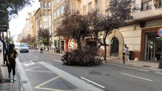 La rama ha caído sobre el carril izquierdo