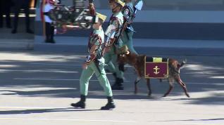 El chivo 'Pacoli' de la Legión acapara todas las miradas en el desfile del 12-O