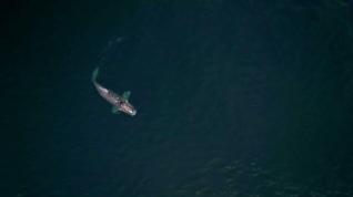 Una multitudinaria "cena" de ballenas cautiva a los científicos en Argentina