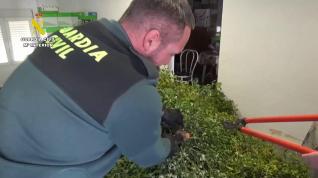 La Guardia Civil se incauta de 300 kilos de muérdago recolectado sin autorización