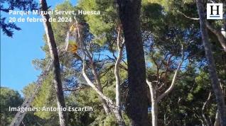 Tala de seis pinos en el Parque Miguel Servet de Huesca