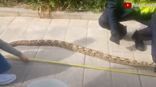La policía local de Malaga con la boa constrictor imperator de 2,3 metros.