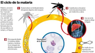 Gráfico que muestra el ciclo de la malaria