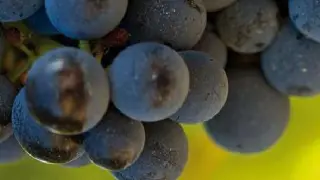 Uva de la variedad garnacha
