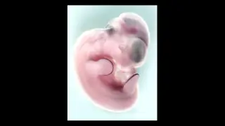 El embrión de ratón se utiliza con fines biomédicos