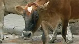 Una turba asesina a un hombre en la India por trasnportar carne de vaca