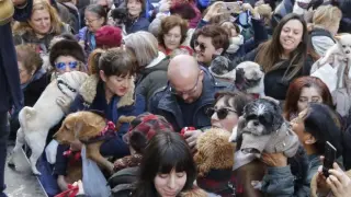 Los animales de Zaragoza reciben su bendición por San Antón