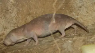 Un ejemplar de rata topo desnuda.